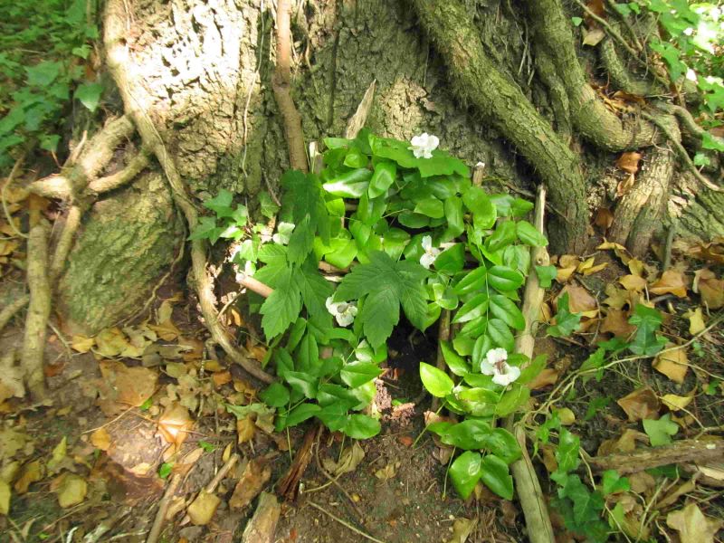 Příměstský tábor